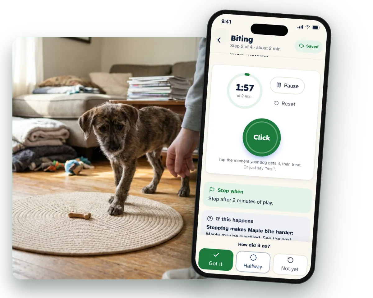 A puppy on a rug at home, next to an exercise in the app with the clicker button and the timer